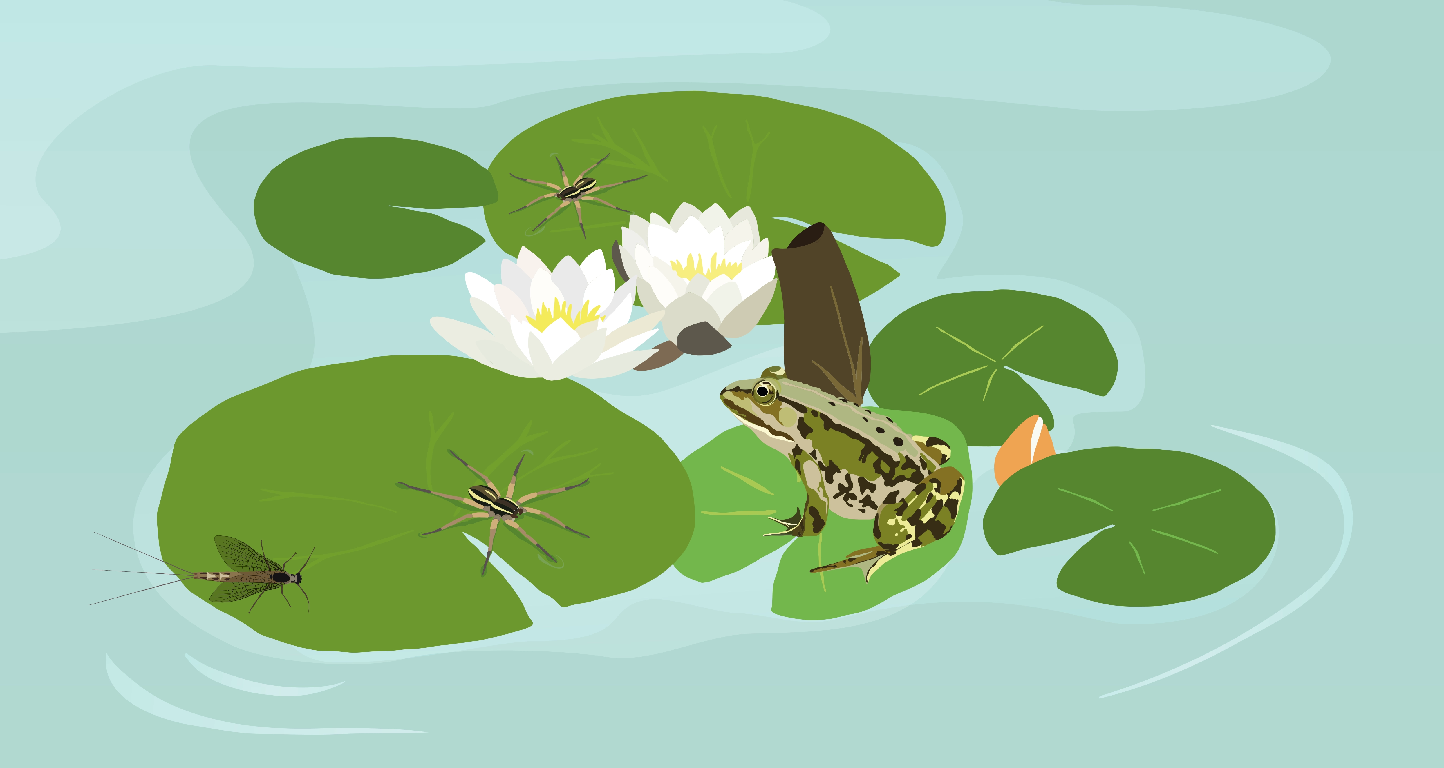 Illustration d'une grenouille sur fond d'une photo d'une