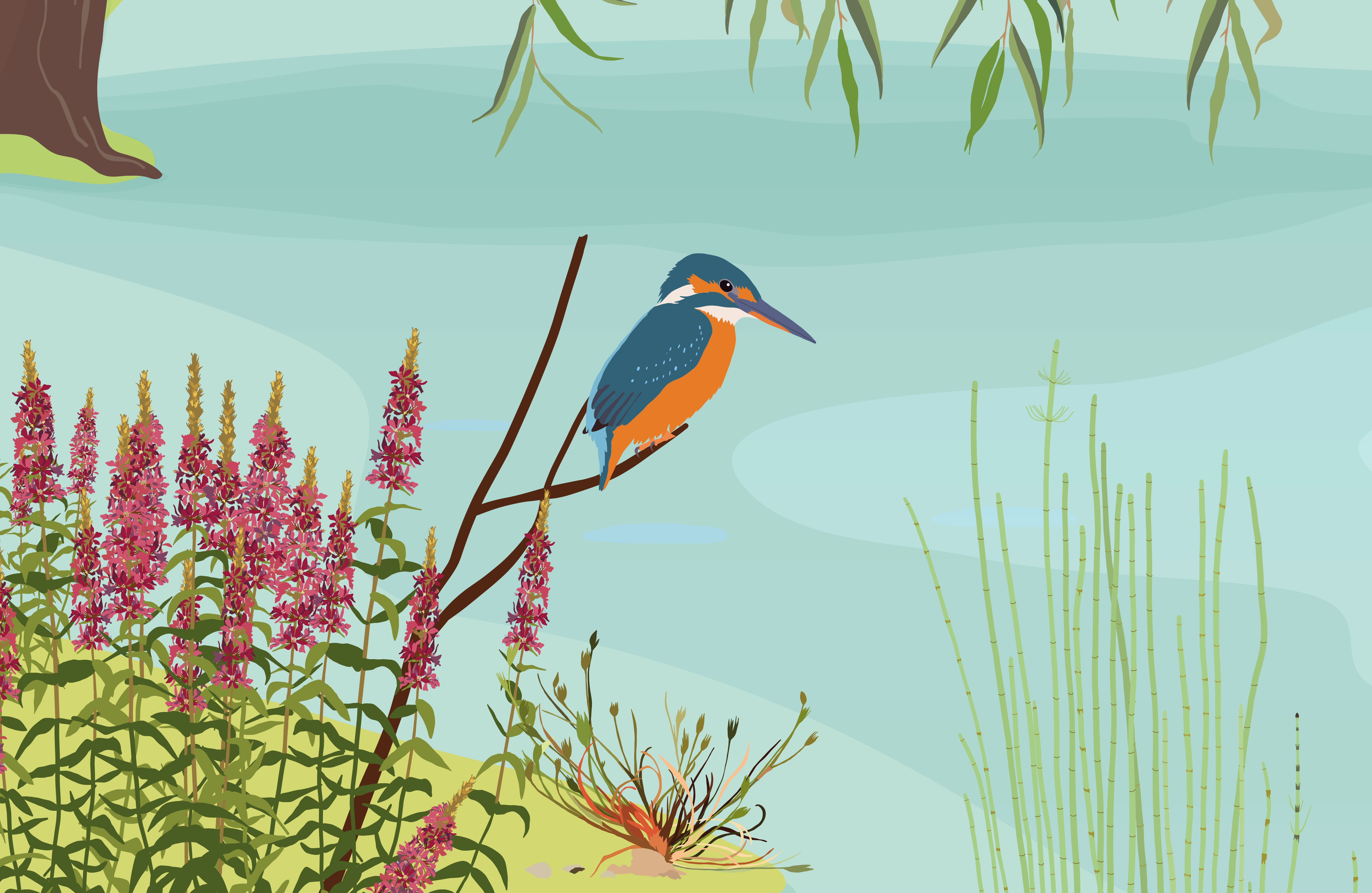 Illustration d'un martin pecheur